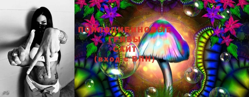 продажа наркотиков  Донской  Галлюциногенные грибы Psilocybe 